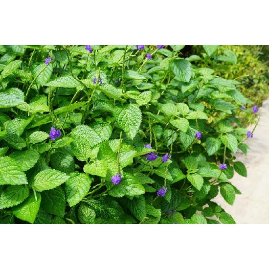 Hạt giống cây đuôi chuột ( mạch lạc )100 hạt