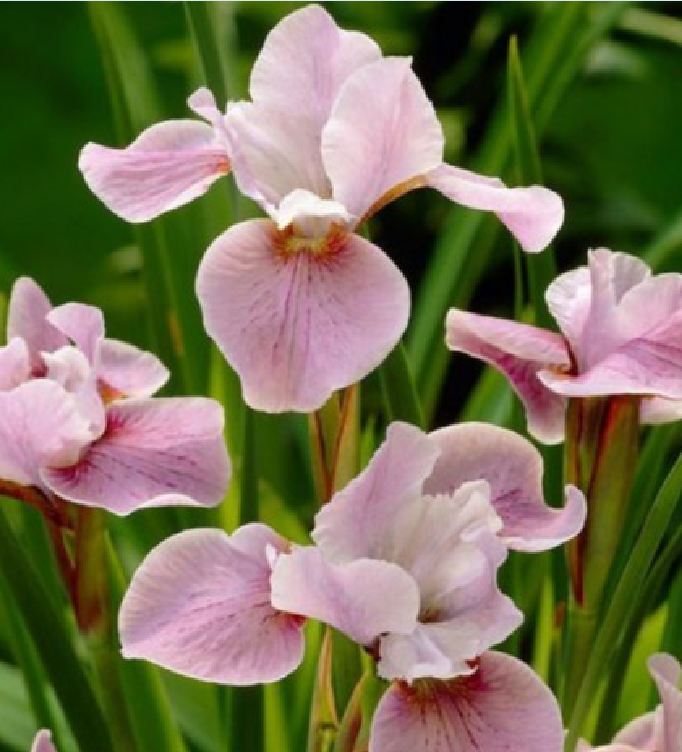 Hạt giống hoa Diên vĩ Hồng (Iris Hồng ) - Gói 10 hạt