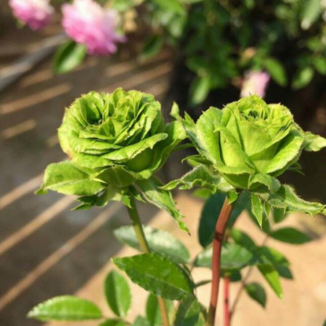 [ Xả - Cắt Lỗ ] Hoa Hồng Xanh (Đẹp - Độc - Lạ - Sai hoa)