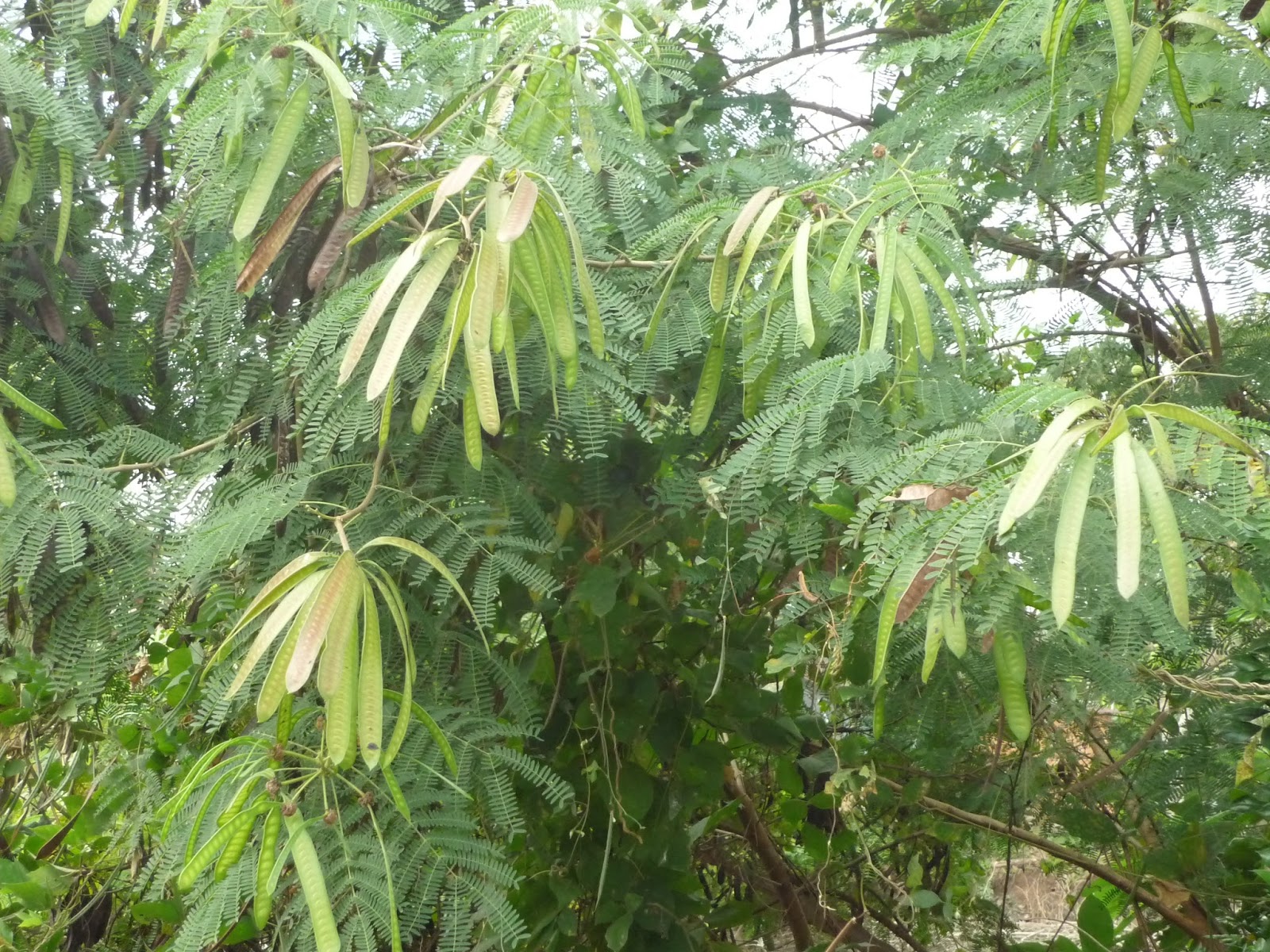Hạt giống cây chăn nuôi keo dậu 500gram - hạt giống cỏ chăn nuôi - cỏ chăn nuôi trâu,bò,dê...