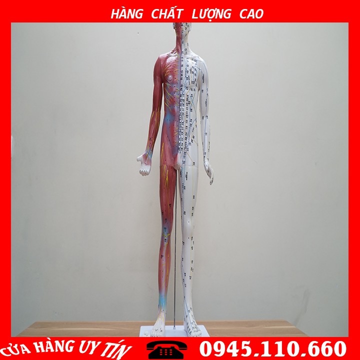 [HCM][MÔ HÌNH] Mô Hình Huyệt Vị - Mô Hình Châm Cứu Loại 85cm