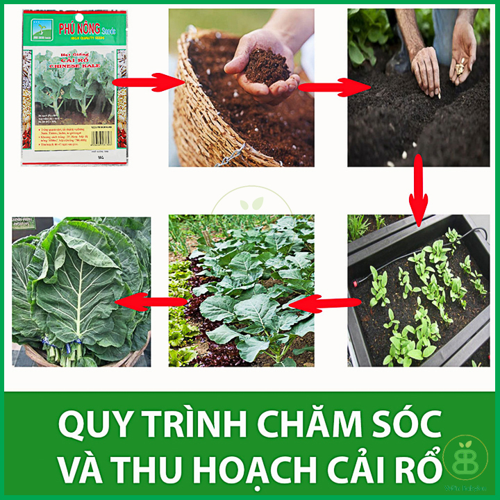 10GR Hạt Giống Cải Rổ Mập (Cải Làn) Siêu Ngọt
