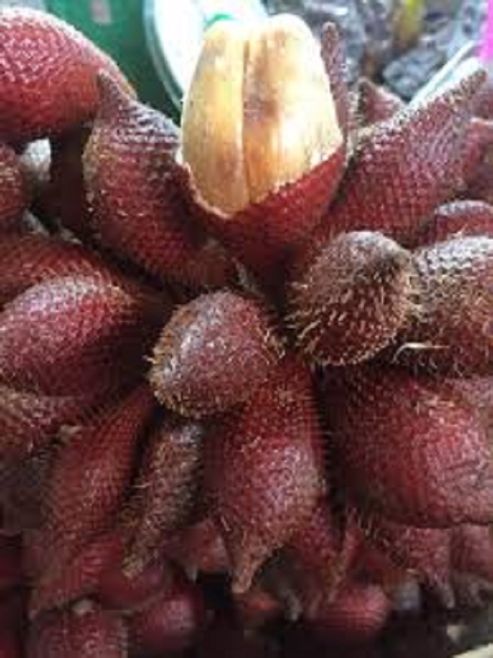 CÂY GIỐNG MÂY THÁI,SIÊU QUẢ SIÊU NGON, SIÊU KINH TẾ
