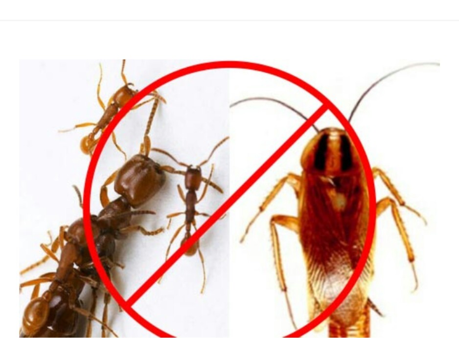 COMBO 2 LỌ THUỐC DIỆT KIẾN VÀ GIÁN