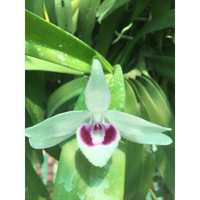 Cốc lan phi điệp đột biến 5 cánh trắng BÁC CẠN (5CT), hoa cực đẹp, cực hiếm, hàng gieo hạt, cây y hình