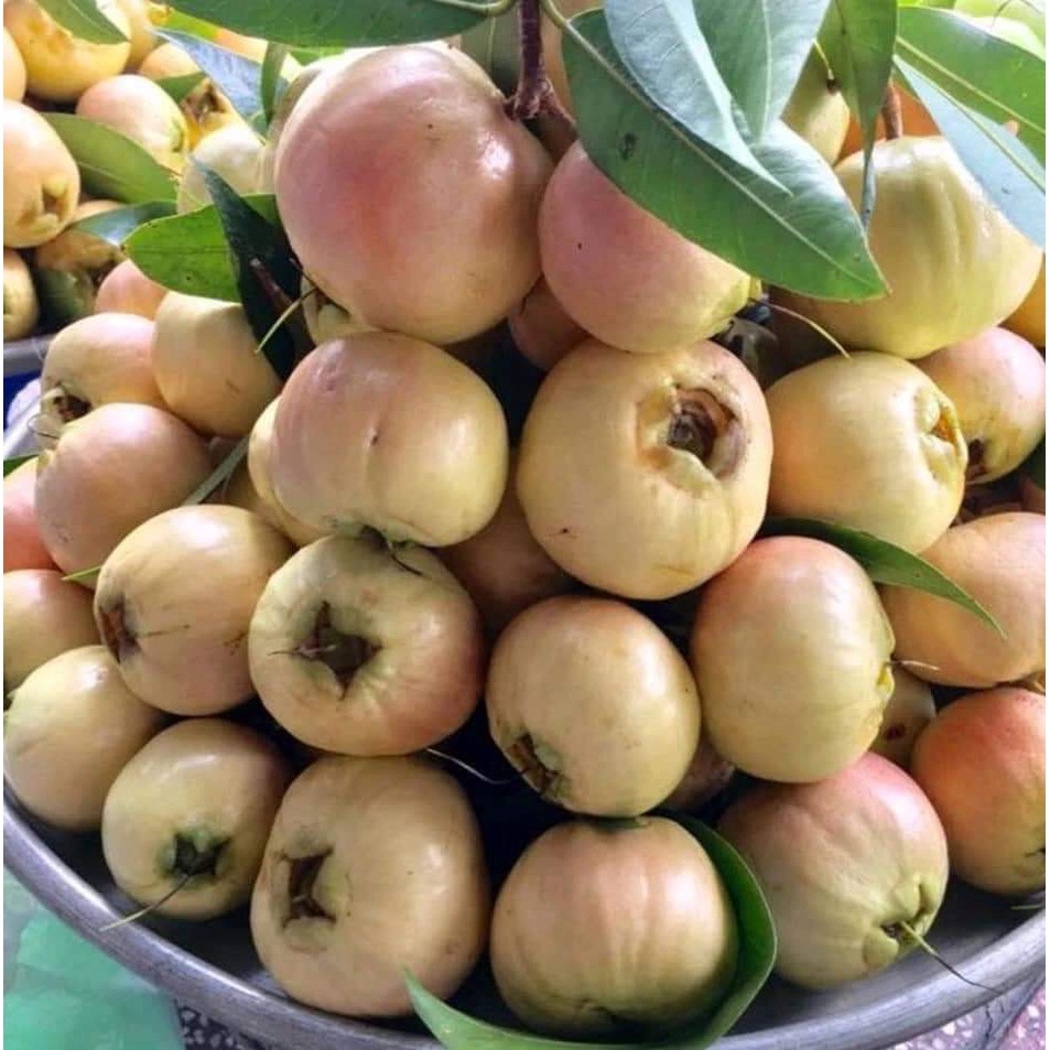 Cây Giống Mận Lý ( cho trái siêu sớm )