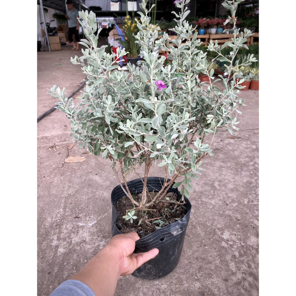 Cây Tuyết Sơn Phi Hồ cao 60cm (ảnh thật)