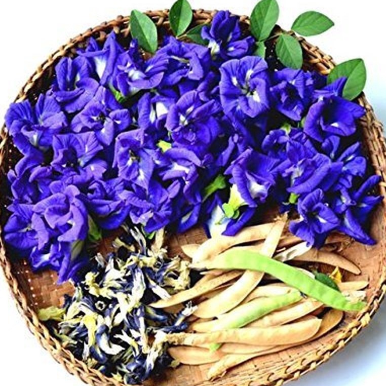 100 hạt giống hoa đậu biếc trồng tại vườn nhà