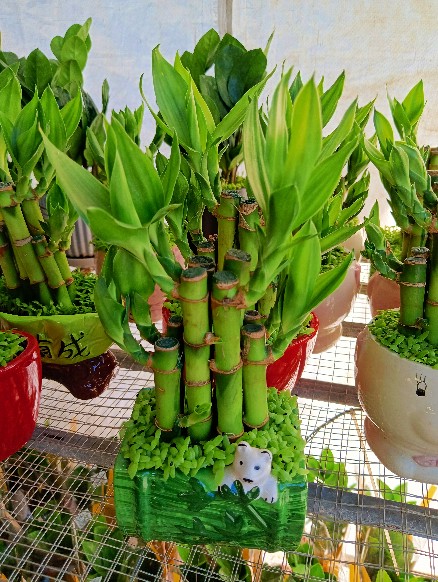 Chậu trúc Phát tài mini mix cỏ may mắn
