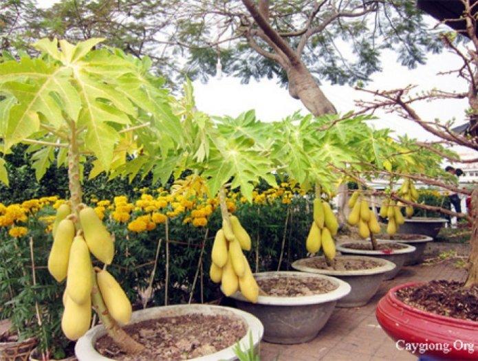 Hạt giống đu đủ vỏ vàng