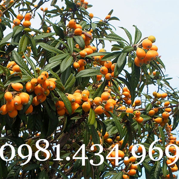 03 Cây BiWa Nhật (Nhót Nhật - Tỳ Bà Diệp) Cao 40cm Sai Quả