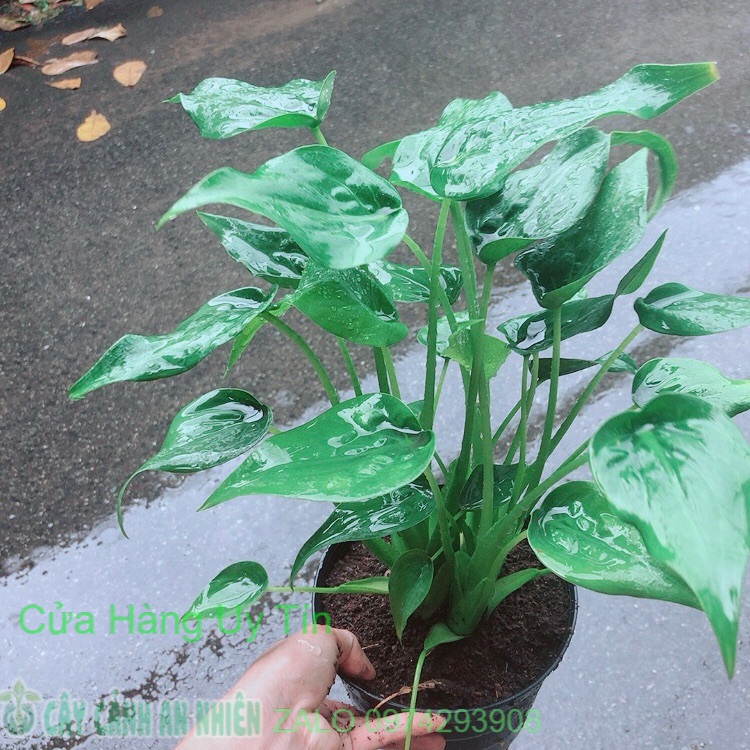 Cây môn tai phật