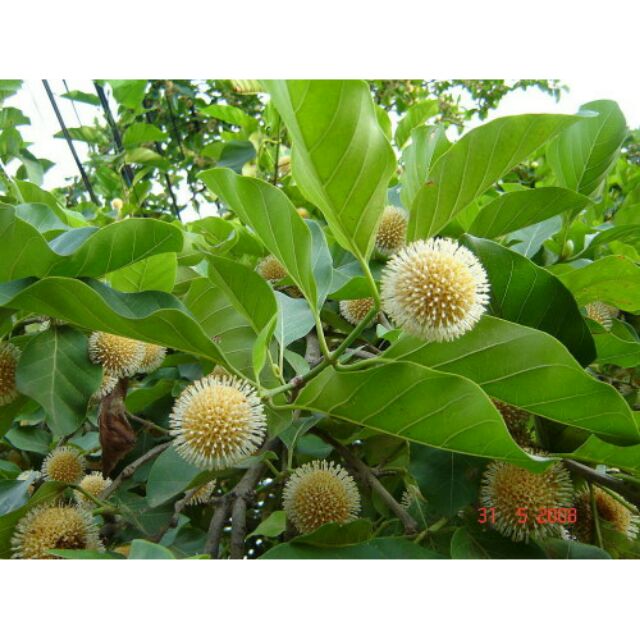 1 KG HẠT GIỐNG CÂY GÁO VÀNG [ HẠT ĐẸP TUYỂN CHỌN- BAO NẢY MẦM[ KHOẢNG 100.000 HẠT ]