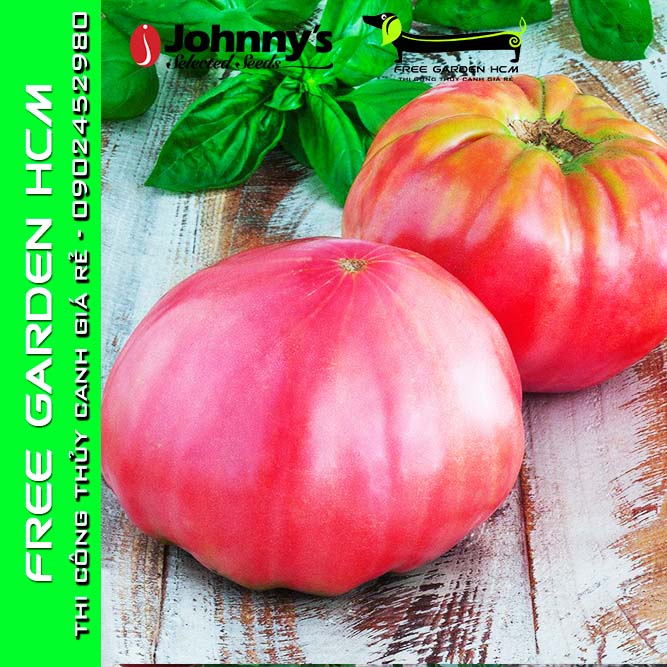 COMBO 50 HẠT GIỐNG CÀ CHUA BRANDYWINE - Johnny’s Seed – Mỹ