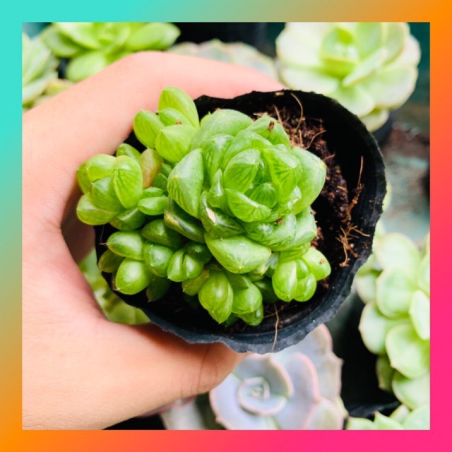 SEN ĐÁ NGỌC LÁ BÉ SIZE BÉ KHOẺ ĐẸP LỖI 1 ĐỔI 1