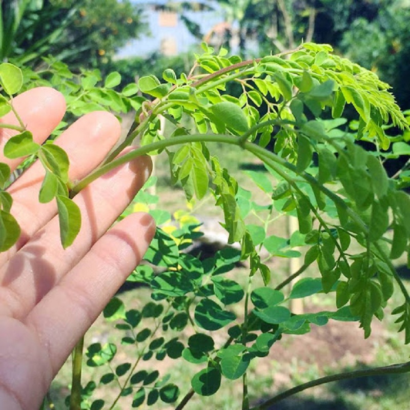Hạt Cây Giống Chùm Ngây - 20 hạt.gói