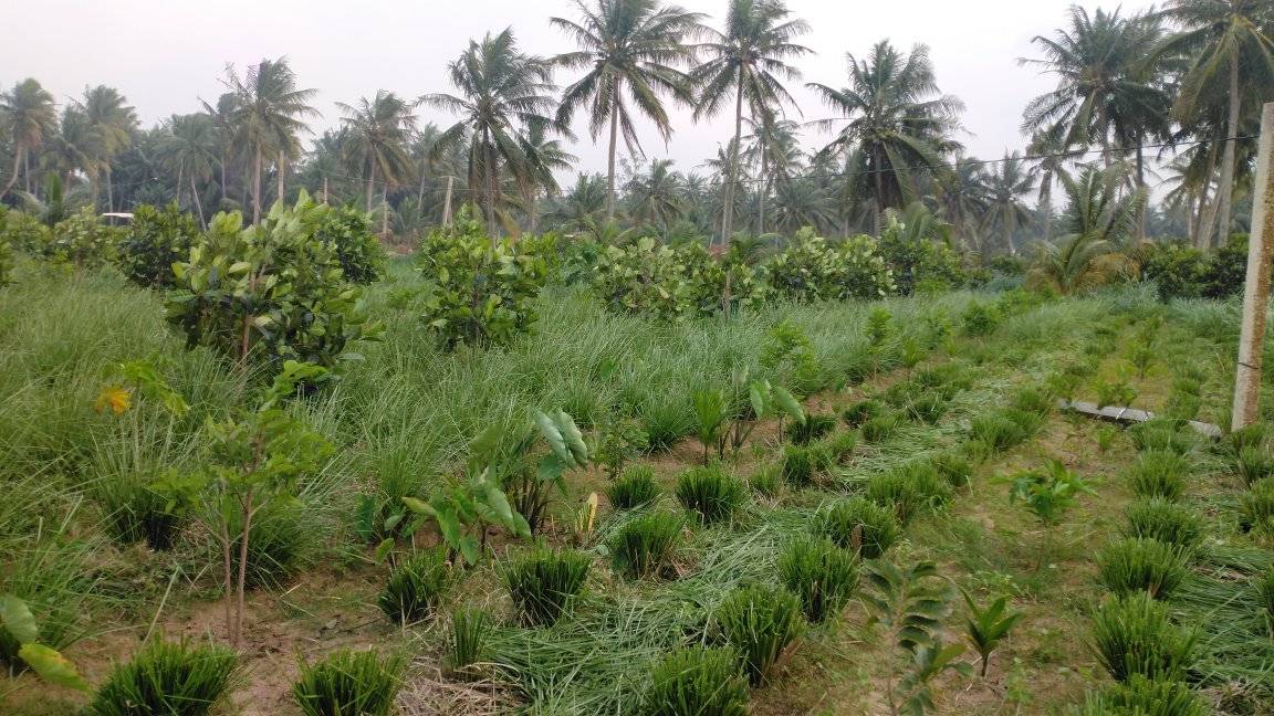 Cỏ giống Vetiver lá mềm combo 500 tép