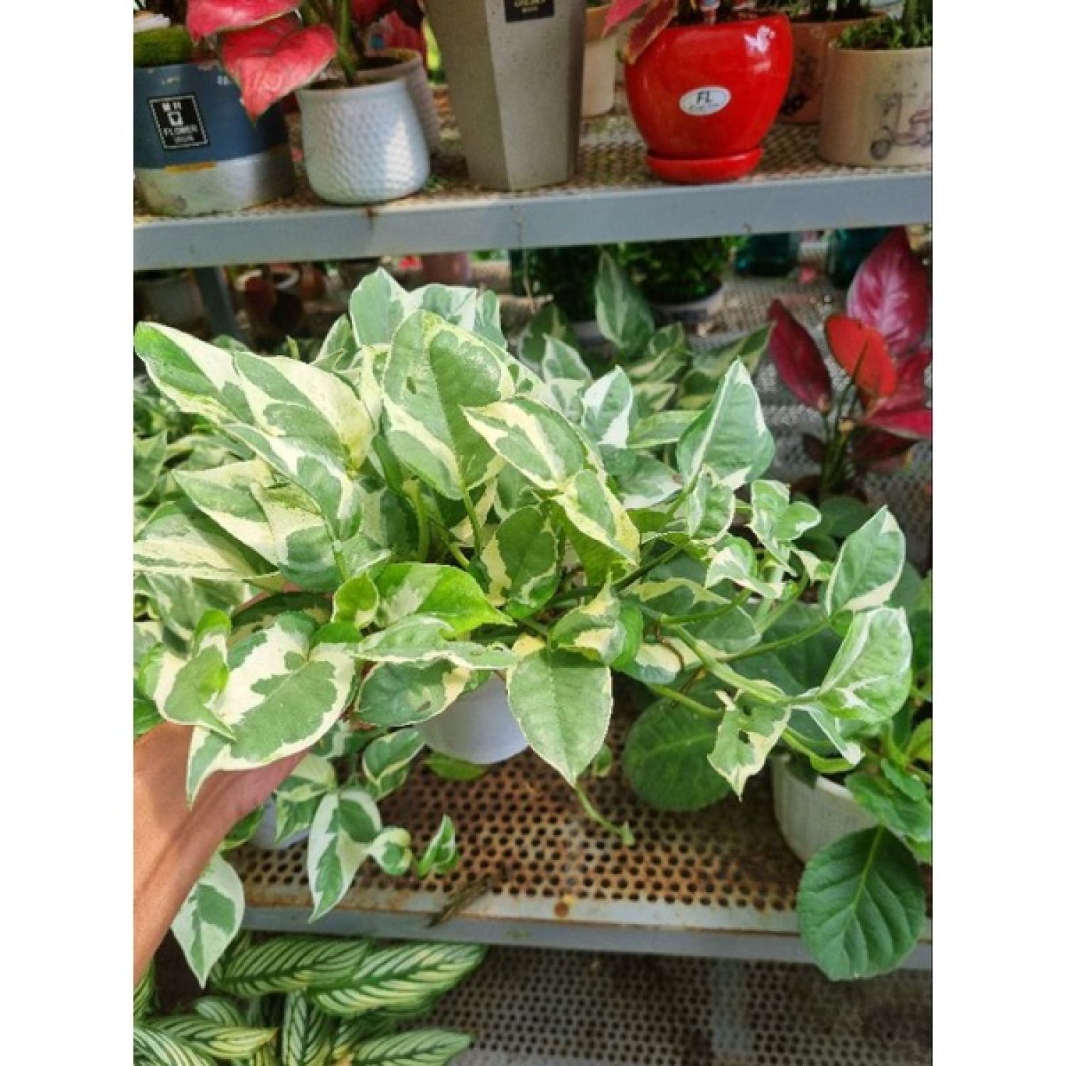 Cây trầu bà sữa