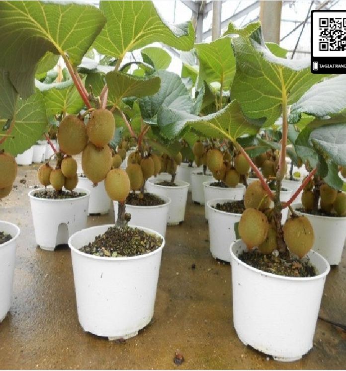 Hạt Giống Cây Ăn Trái Kiwi - gói 30 hạt