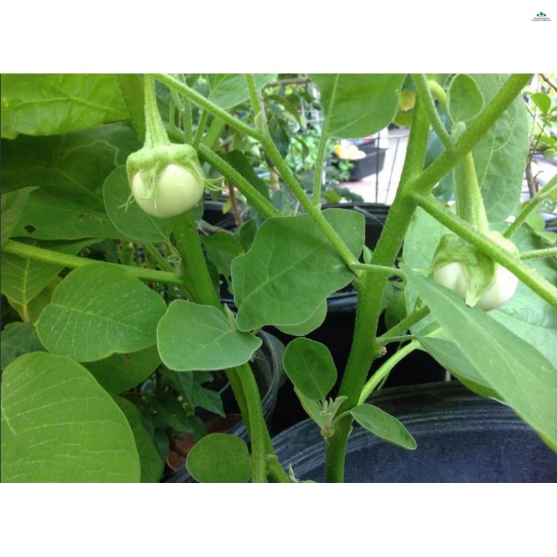 HẠT CÀ DĨA TRẮNG - GÓI 1 GRAM