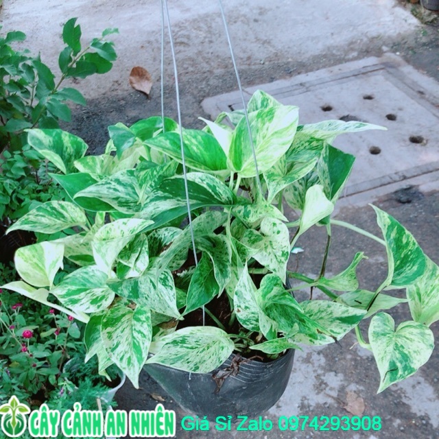 Trầu bà sữa