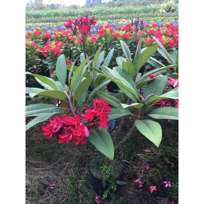 Cây sứ đại hoa đỏ