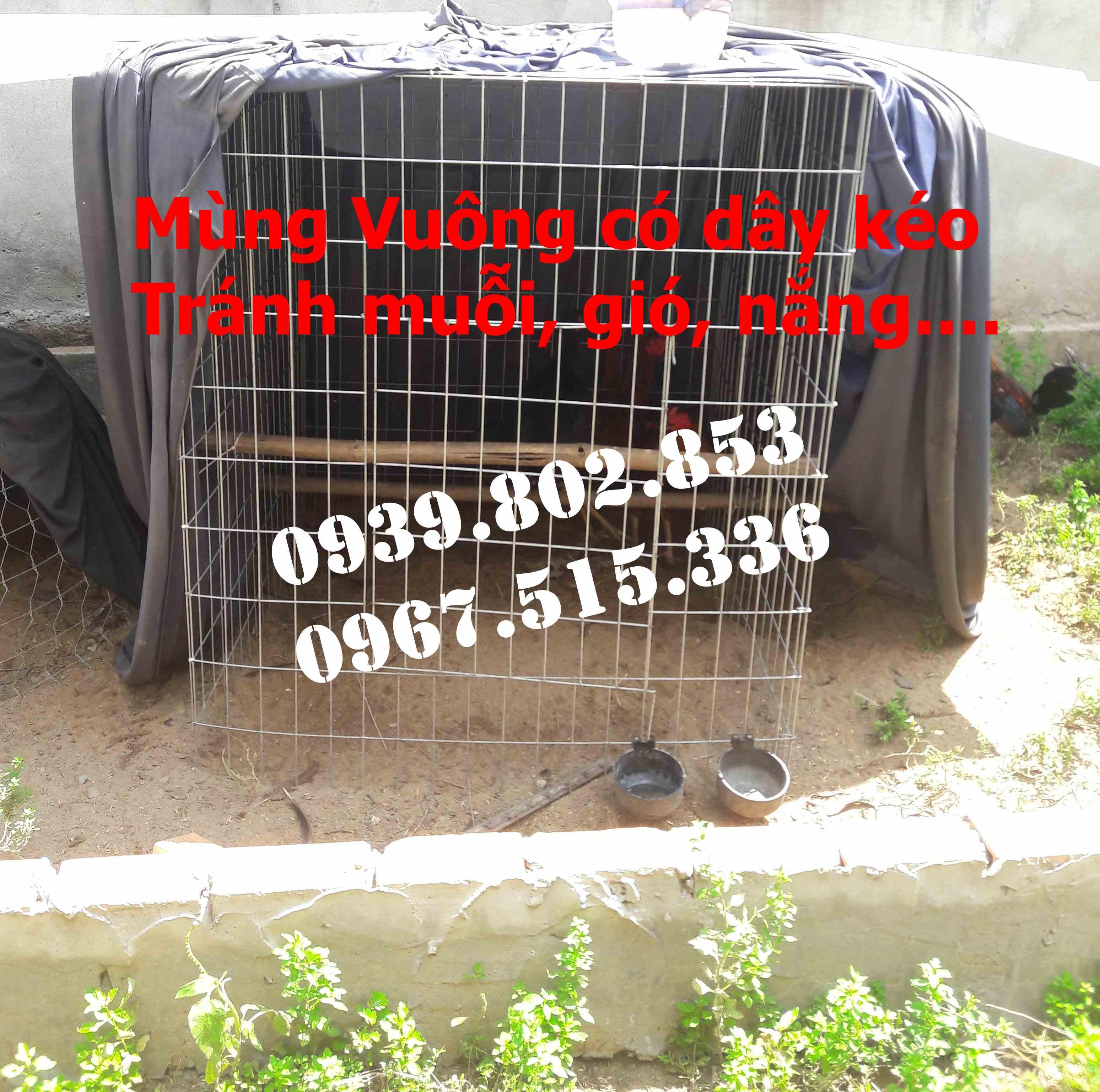 Mùng gà vuông kích thước 0.8mx0.8mx1m | Mùng vuông có dây kéo giá rẻ | Mùng gà nòi cho bội vuông | Màn vuông có dây kéo giá rẻ