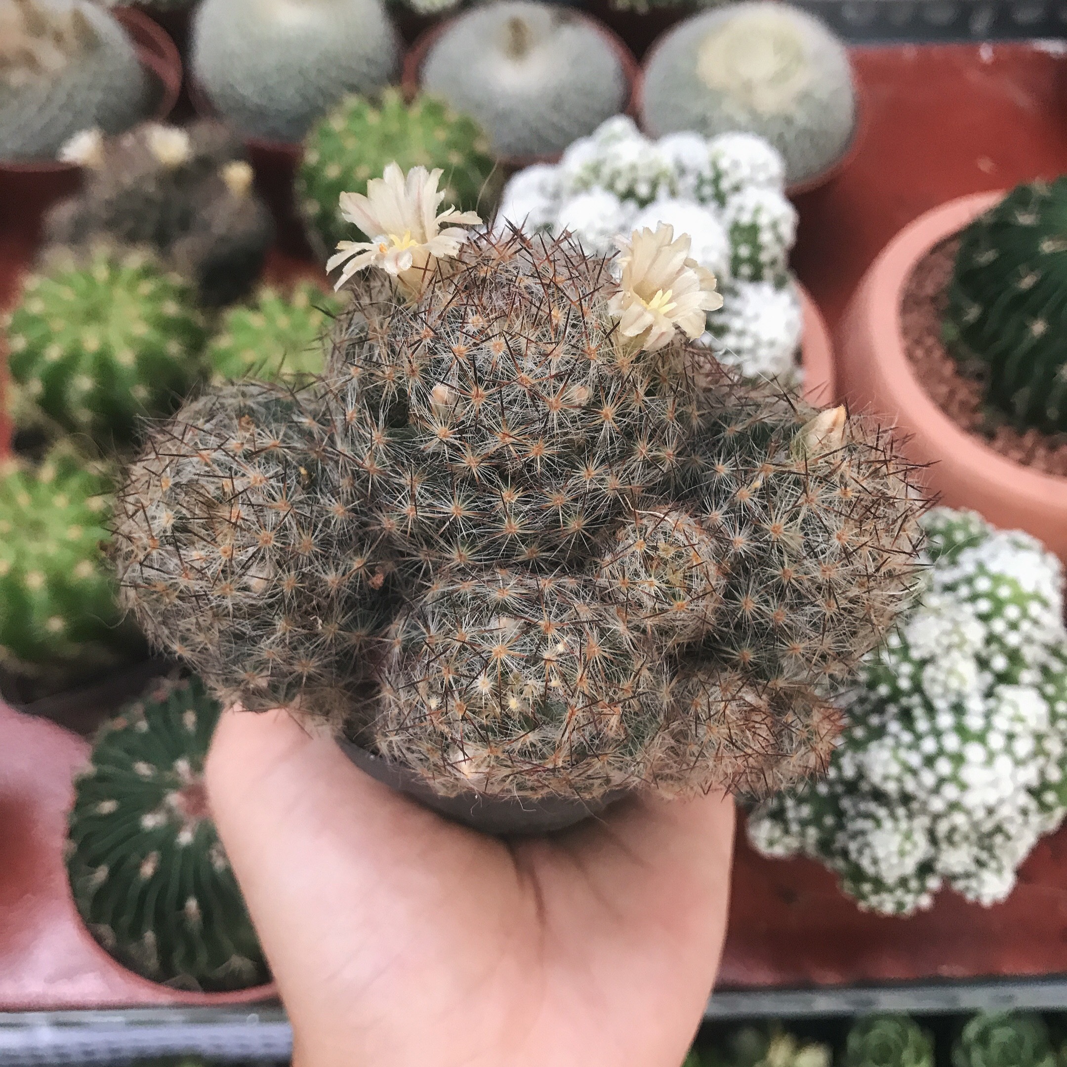Xương rồng trứng cút nâu bụi