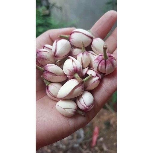 Cây Giống Lan tiêu (Hoa Hàm Tiếu) Bầu Bát ( ảnh thât như hinh 2)