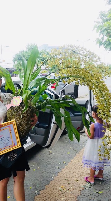 Lan Hoàng hậu cây trưởng thành