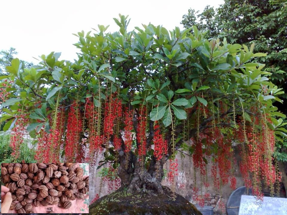 Hạt giống cây lộc vừng hoa đỏ KS - Gói 5 hạt