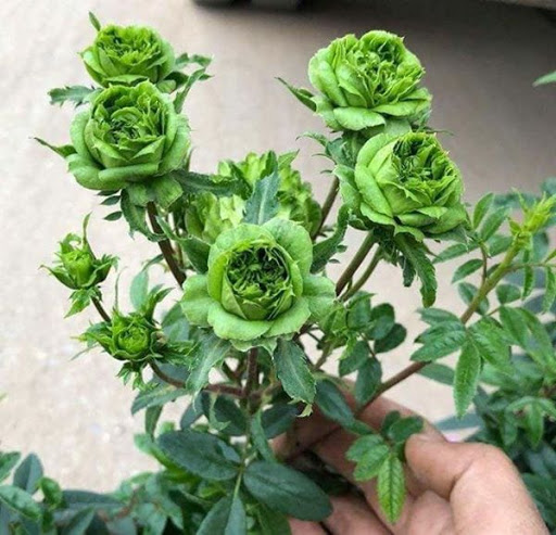 Cây giống hoa hồng xanh (hết hoa)