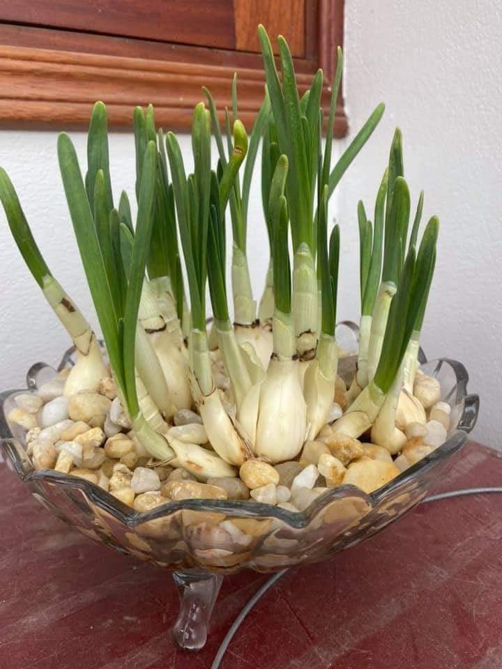 Củ hoa thủy tiên size nhỏ chu vi 15/16cm