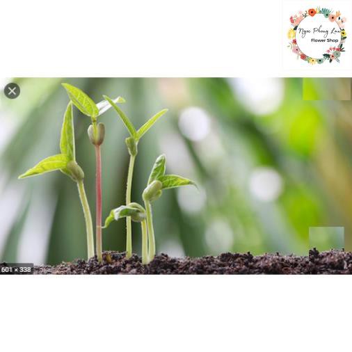 Hạt giống đậu xanh cao sản hn 208 - gói 100 gram
