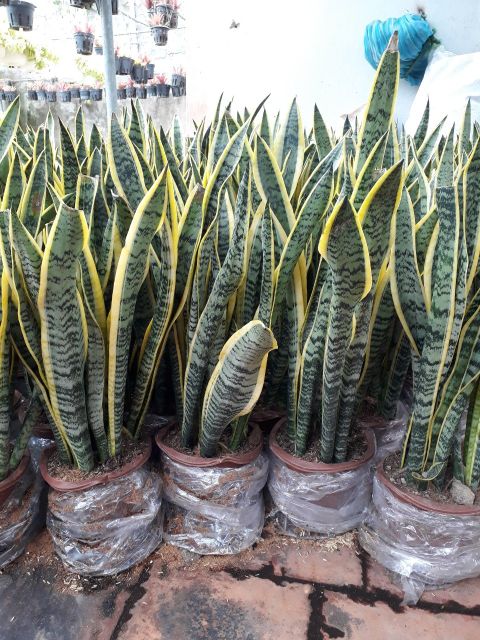 Lưỡi hổ ( chậu 2 cây )