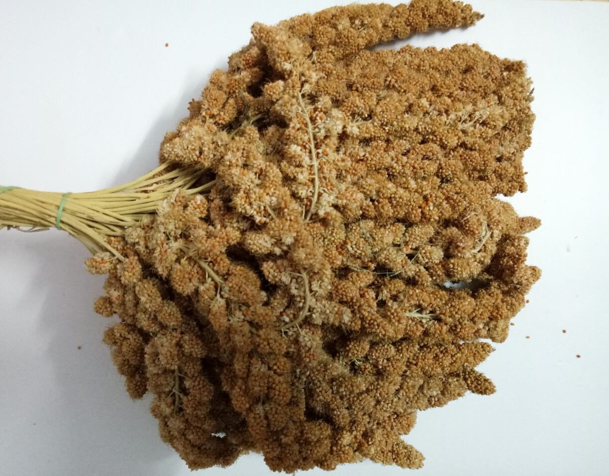 200g kê chùm gò công cho chim vẹt yến phụng