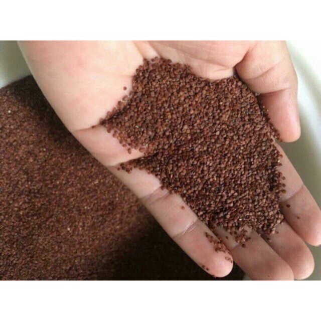 Hạt đình lịch đắp mặt hết mụn mờ vết thâm ( hạt ngũ hoa )