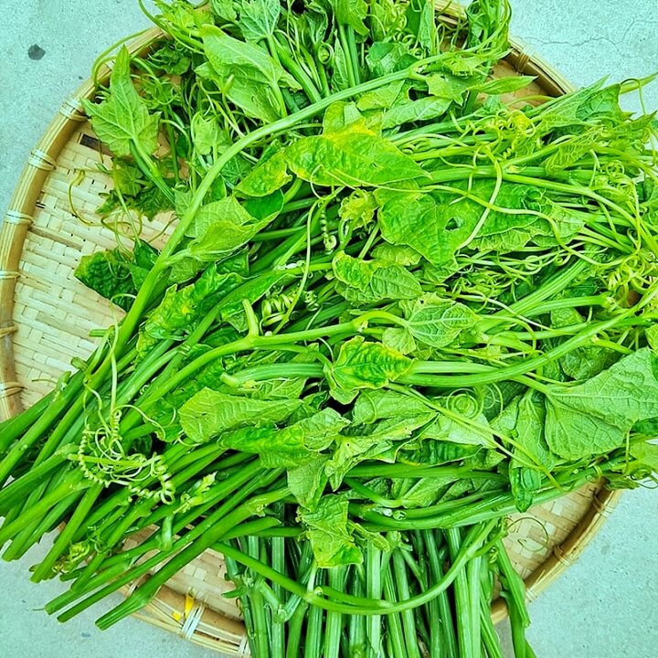 Hạt Giống Bầu Ngọn (Siêu đọt) CT529 - Gói 5gram