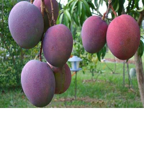 (FREESHIP Từ 50K) cây giống xoài tím bầu lớn