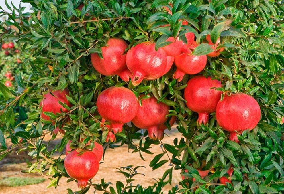 Hạt giống Lựu lùn
