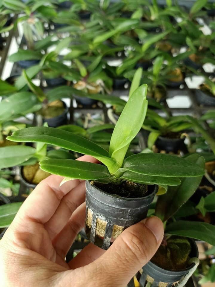 Ngọc điểm cây giống