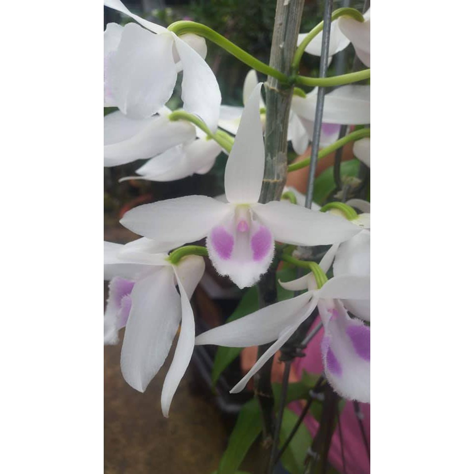 1 CỐC PHI ĐIỆP 5CT HẢI DƯƠNG