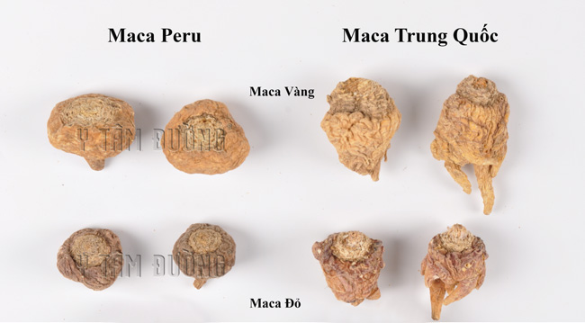 Sâm Maca Peru, củ khô màu Vàng và Đen