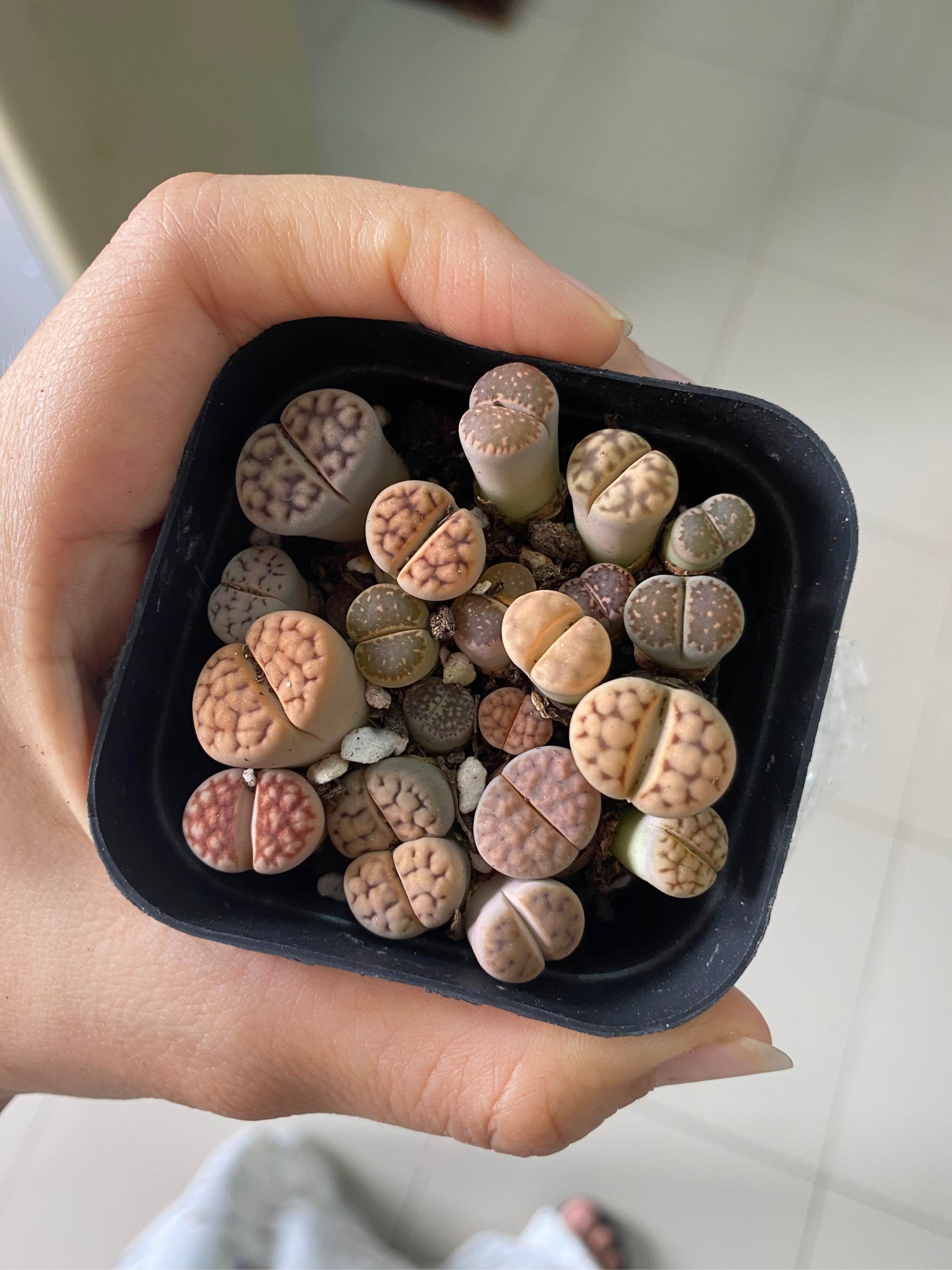 Cây sen đá mông sen đá lithops thạch lan 1 năm tuổi