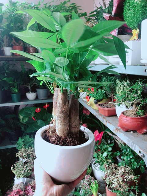 Chậu Cây Kim Ngân 3 Thân