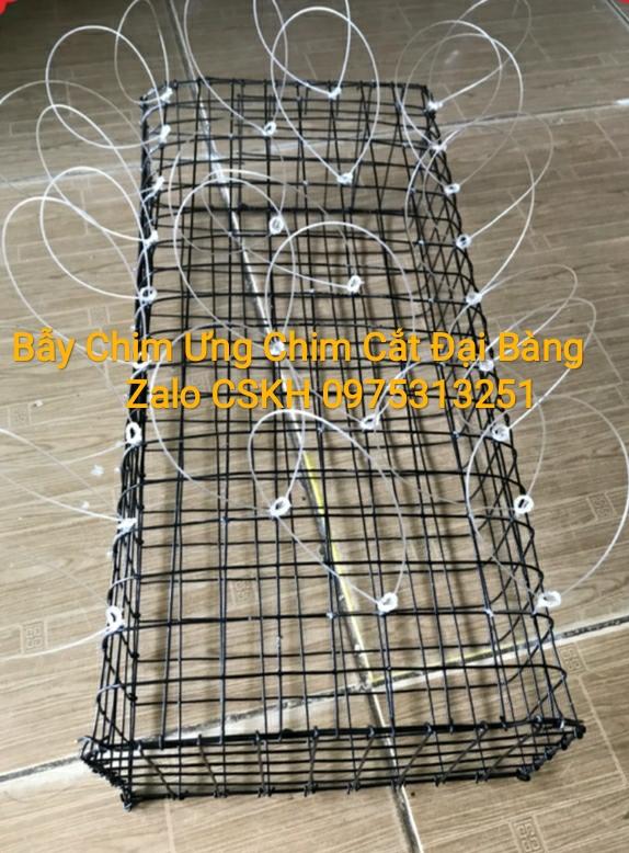 Bẫy chim cắt đại bàng diều hâu