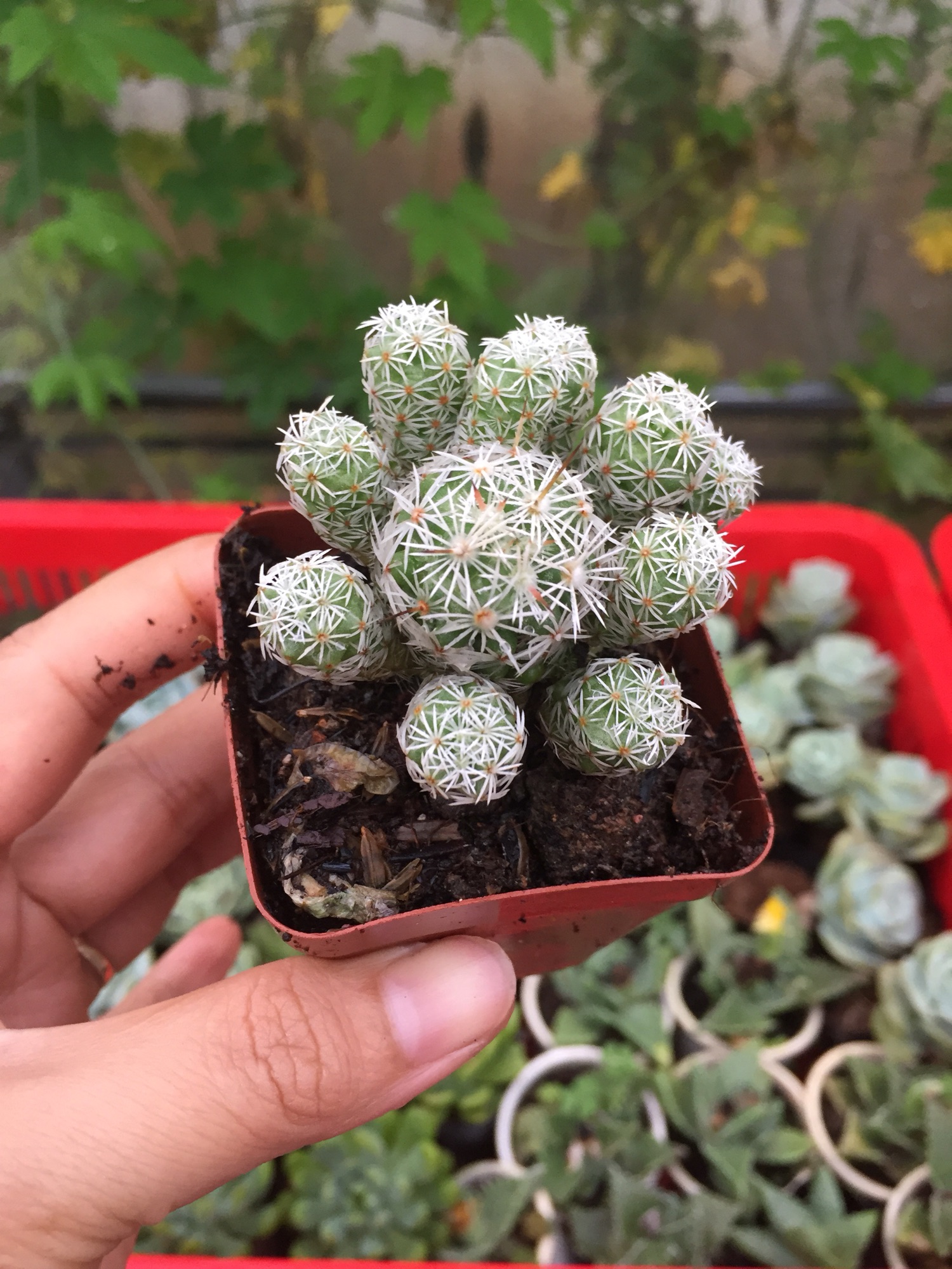 Xương Rồng Trứng Chim size bầu