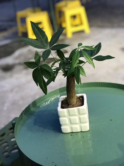 Chậu Cây Kim Ngân Mini Để Bàn ( Cả Chậu Sứ)
