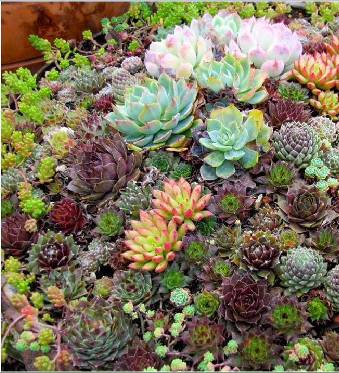 Hạt giống hoa sen đá mix màu  ( gói 200 hạt )