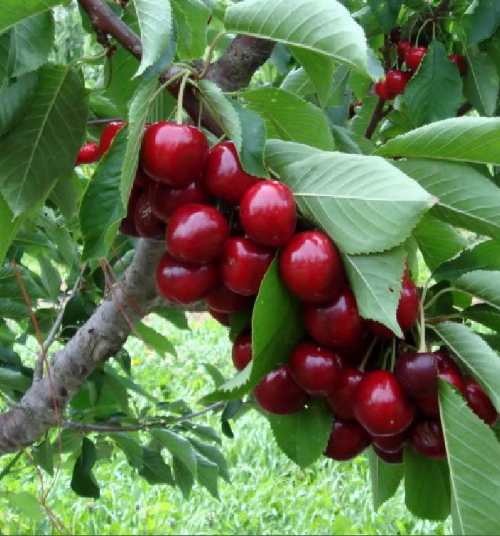 "Gói 10 "Hạt giống Cây Ăn Trái Cherry Đỏ [Seeds]